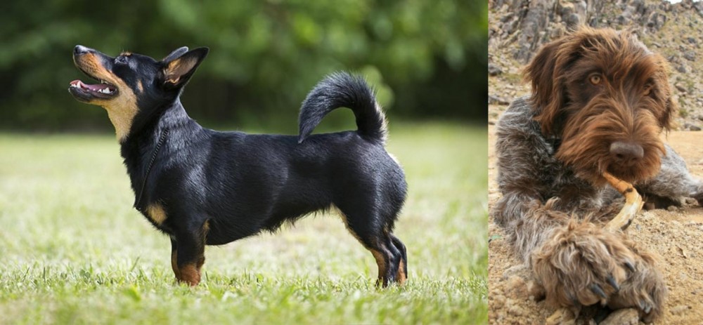 Wirehaired Pointing Griffon vs Lancashire Heeler - Breed Comparison