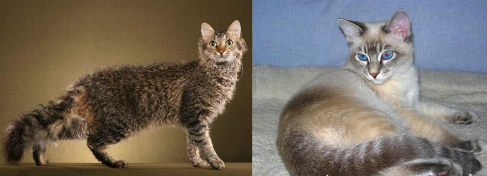 Tiger Cat vs LaPerm - Breed Comparison