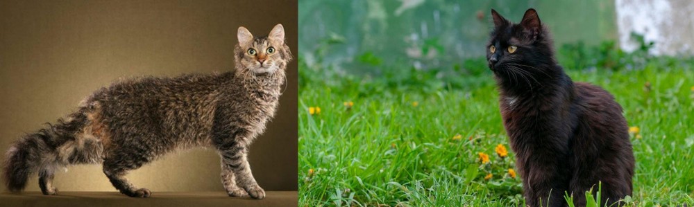 York Chocolate Cat vs LaPerm - Breed Comparison