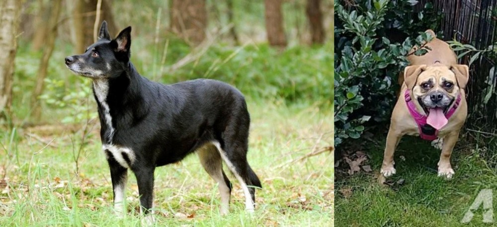Beabull vs Lapponian Herder - Breed Comparison