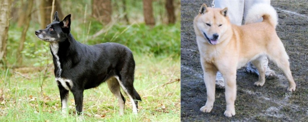 Hokkaido vs Lapponian Herder - Breed Comparison