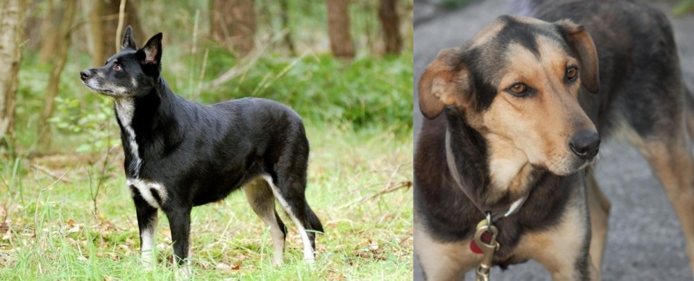 Huntaway vs Lapponian Herder - Breed Comparison
