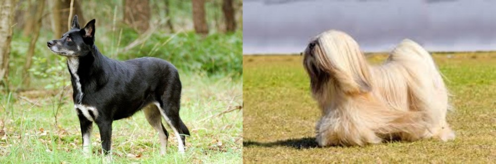 Lhasa Apso vs Lapponian Herder - Breed Comparison