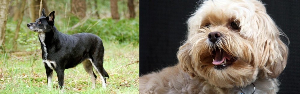 Lhasapoo vs Lapponian Herder - Breed Comparison