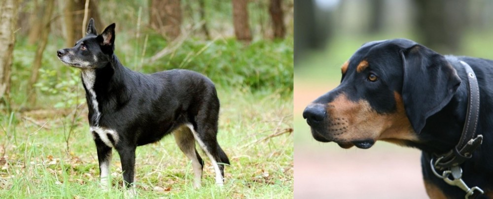 Lithuanian Hound vs Lapponian Herder - Breed Comparison