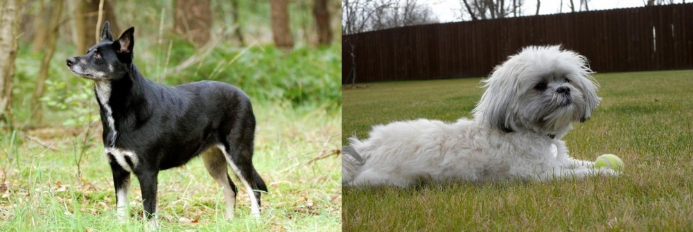 Mal-Shi vs Lapponian Herder - Breed Comparison