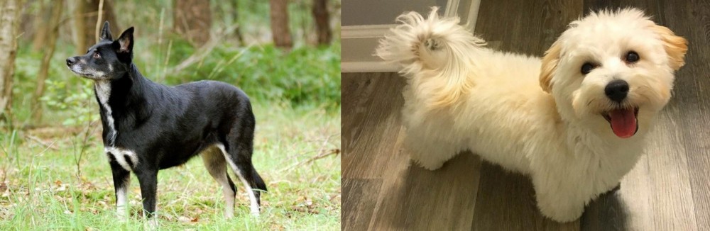 Maltipoo vs Lapponian Herder - Breed Comparison