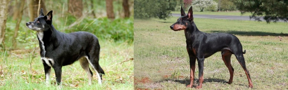 Manchester Terrier vs Lapponian Herder - Breed Comparison