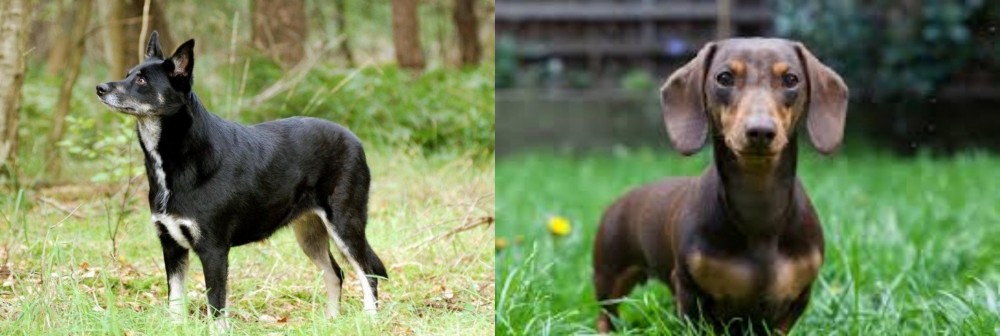 Miniature Dachshund vs Lapponian Herder - Breed Comparison