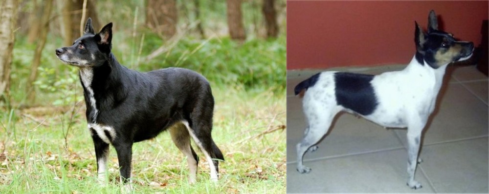 Miniature Fox Terrier vs Lapponian Herder - Breed Comparison
