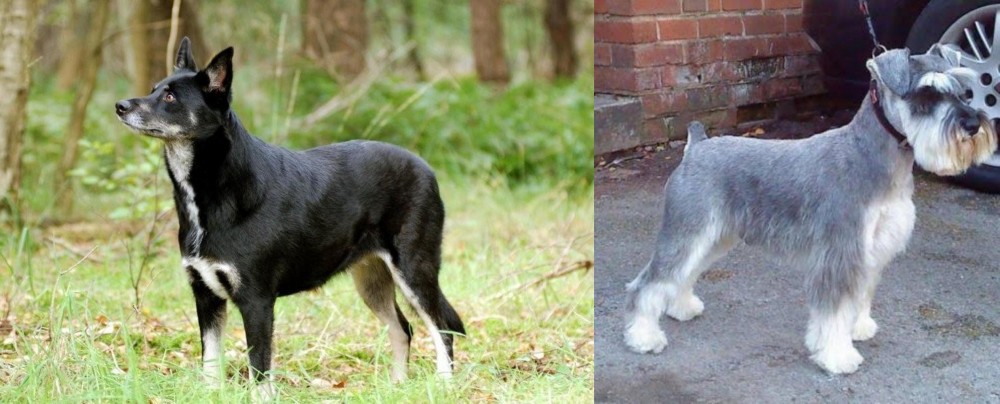 Miniature Schnauzer vs Lapponian Herder - Breed Comparison