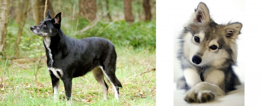 Miniature Siberian Husky vs Lapponian Herder - Breed Comparison