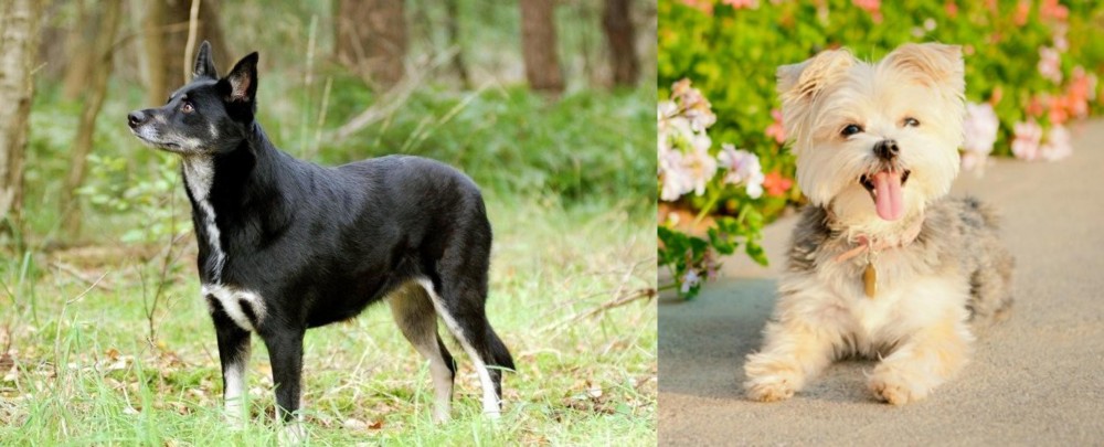 Morkie vs Lapponian Herder - Breed Comparison