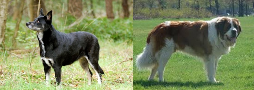 Moscow Watchdog vs Lapponian Herder - Breed Comparison