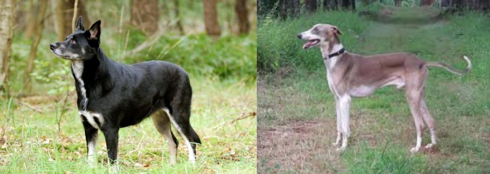 Mudhol Hound vs Lapponian Herder - Breed Comparison