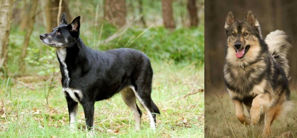 Native American Indian Dog vs Lapponian Herder - Breed Comparison