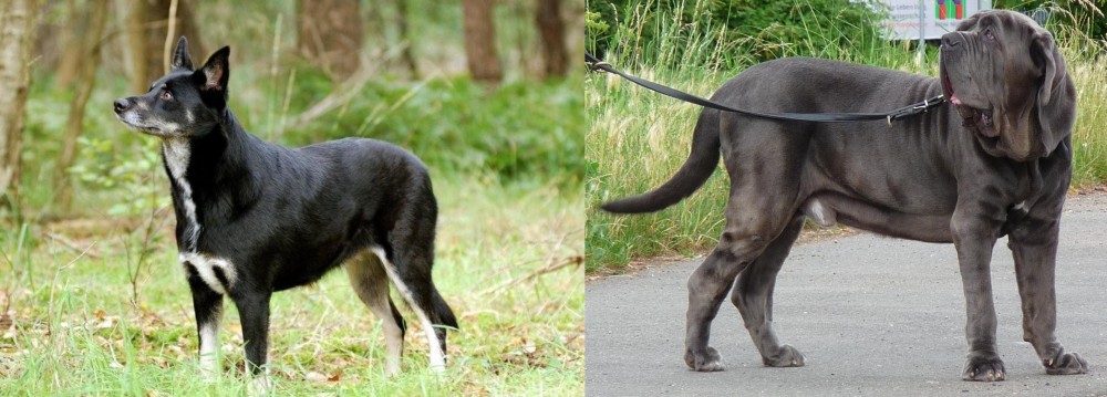 Neapolitan Mastiff vs Lapponian Herder - Breed Comparison