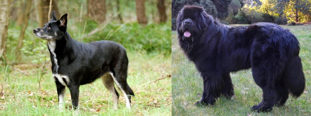 Newfoundland Dog vs Lapponian Herder - Breed Comparison