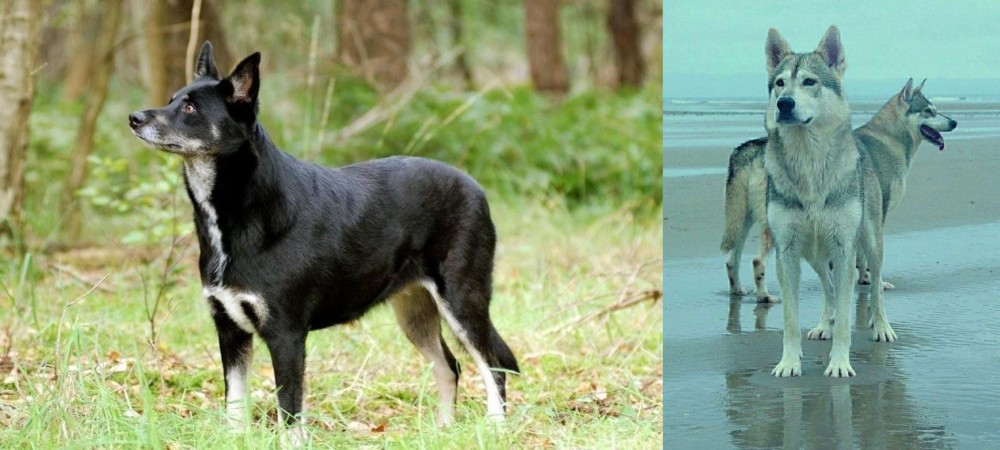 Northern Inuit Dog vs Lapponian Herder - Breed Comparison
