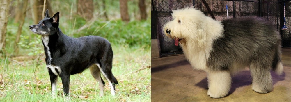 Old English Sheepdog vs Lapponian Herder - Breed Comparison