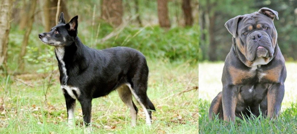 Olde English Bulldogge vs Lapponian Herder - Breed Comparison