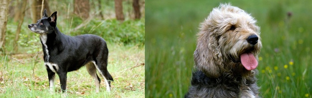 Otterhound vs Lapponian Herder - Breed Comparison