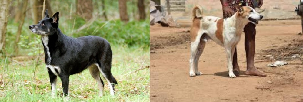 Pandikona vs Lapponian Herder - Breed Comparison