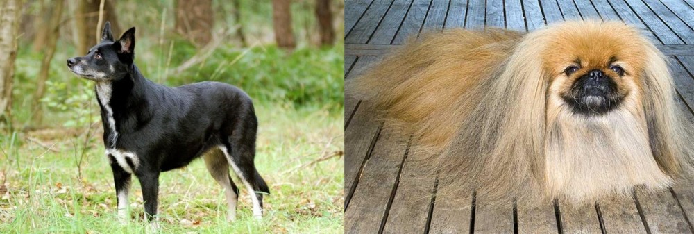 Pekingese vs Lapponian Herder - Breed Comparison