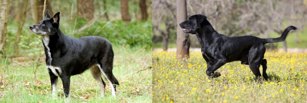 Perro de Pastor Mallorquin vs Lapponian Herder - Breed Comparison