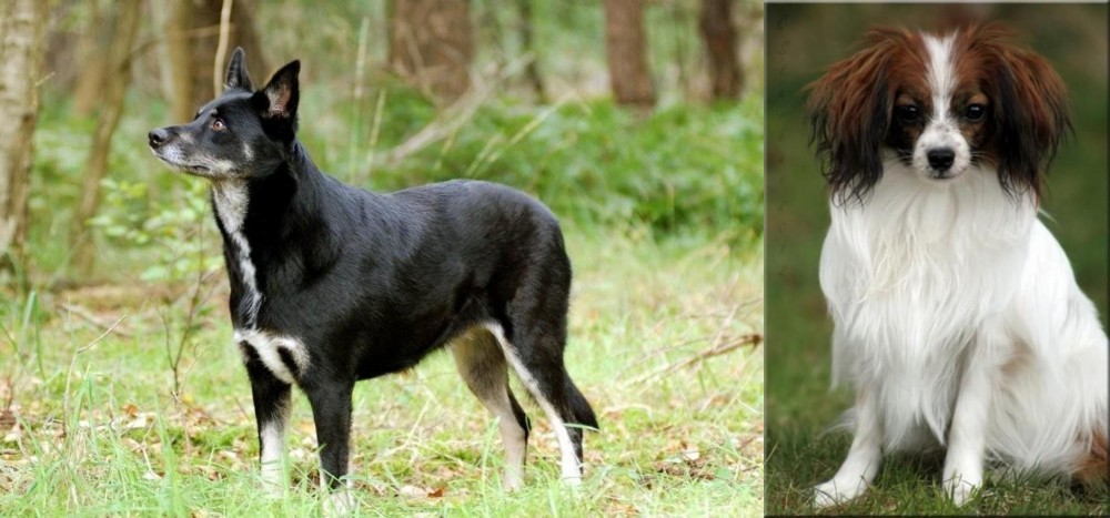 Phalene vs Lapponian Herder - Breed Comparison