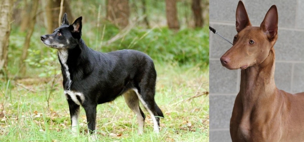 Pharaoh Hound vs Lapponian Herder - Breed Comparison