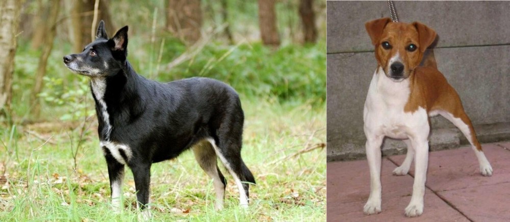 Plummer Terrier vs Lapponian Herder - Breed Comparison