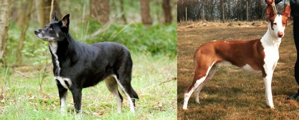 Podenco Canario vs Lapponian Herder - Breed Comparison