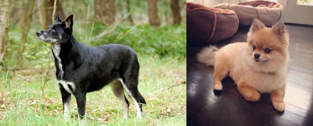 Pomeranian vs Lapponian Herder - Breed Comparison