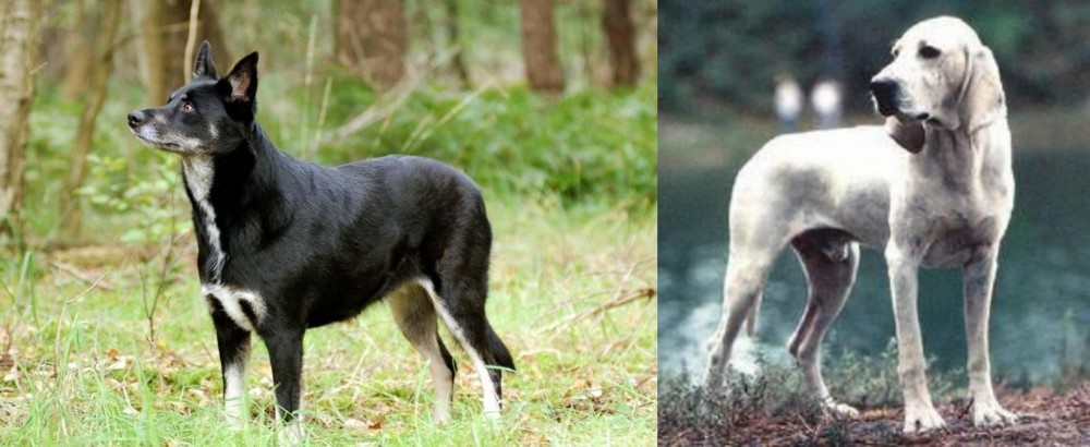 Porcelaine vs Lapponian Herder - Breed Comparison
