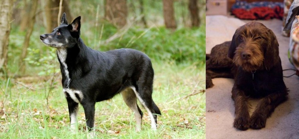 Pudelpointer vs Lapponian Herder - Breed Comparison