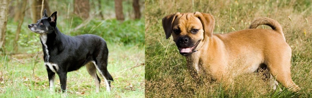 Puggle vs Lapponian Herder - Breed Comparison