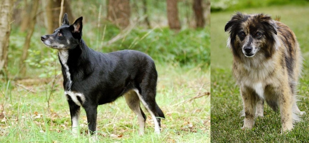 Pyrenean Shepherd vs Lapponian Herder - Breed Comparison