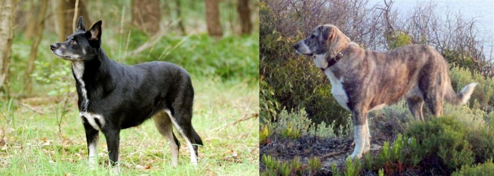 Rafeiro do Alentejo vs Lapponian Herder - Breed Comparison