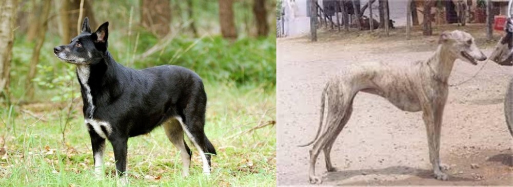 Rampur Greyhound vs Lapponian Herder - Breed Comparison