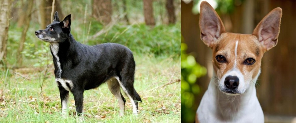 Rat Terrier vs Lapponian Herder - Breed Comparison