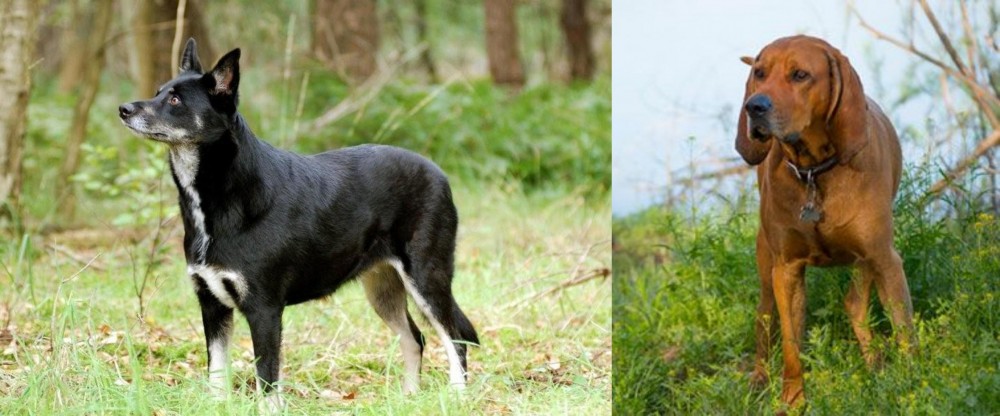 Redbone Coonhound vs Lapponian Herder - Breed Comparison