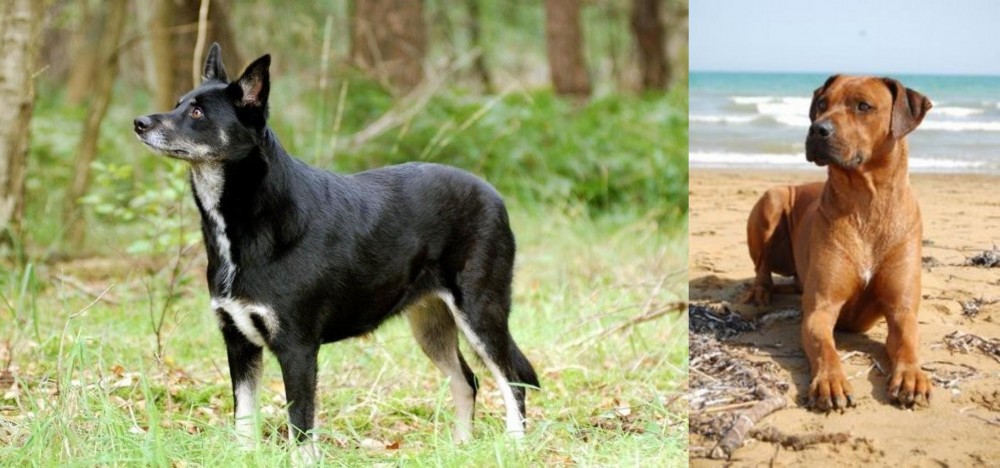 Rhodesian Ridgeback vs Lapponian Herder - Breed Comparison