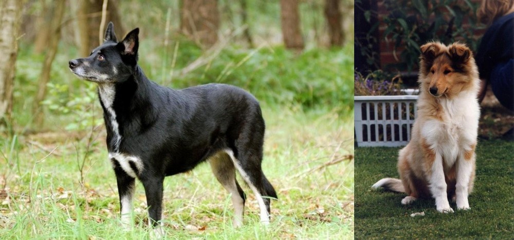 Rough Collie vs Lapponian Herder - Breed Comparison