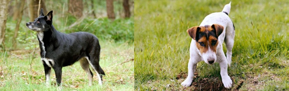 Russell Terrier vs Lapponian Herder - Breed Comparison