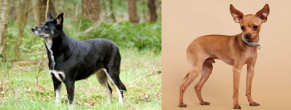 Russian Toy Terrier vs Lapponian Herder - Breed Comparison