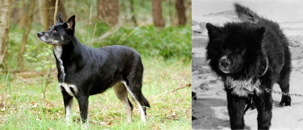 Sakhalin Husky vs Lapponian Herder - Breed Comparison