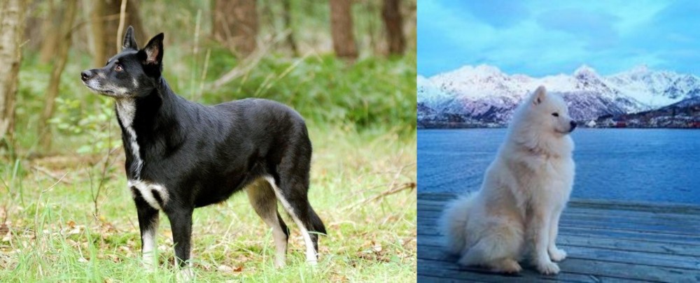 Samoyed vs Lapponian Herder - Breed Comparison