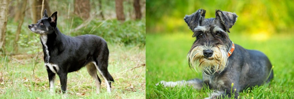 Schnauzer vs Lapponian Herder - Breed Comparison