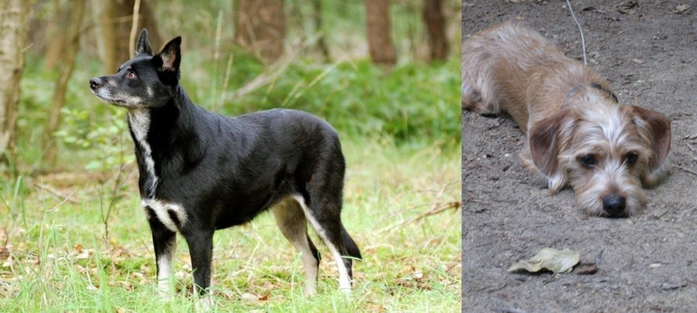 Schweenie vs Lapponian Herder - Breed Comparison